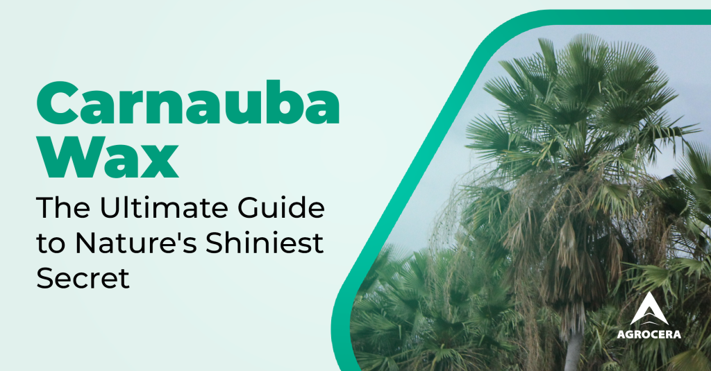 Carnauba Wax The Ultimate Guide to Nature's Shiniest Secret