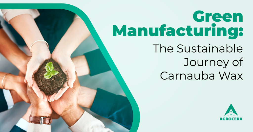Sustainable carnauba wax